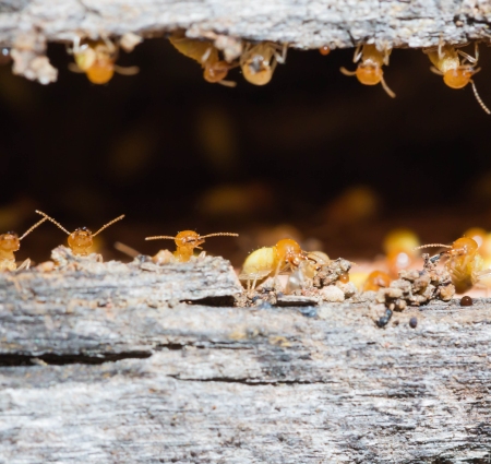 Inspection termites sur structure bois d’un bâtiment